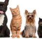Refugios de animales en situación de emergencia en Utah debido al gran número de mascotas